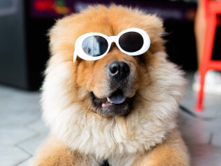 adult-american-eskimo-available