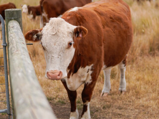 grasscutters-for-new-home-owners