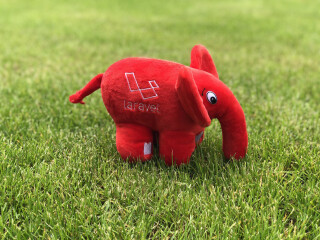 urgent-boar-goats-available