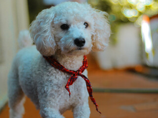 male-and-female-american-eskimo