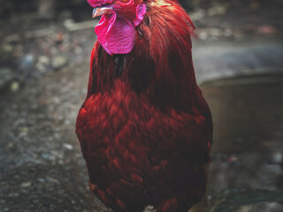 male-and-female-eskimo-pups