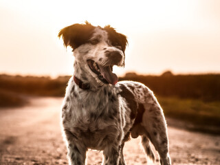 adult-male-and-female-chow-chow