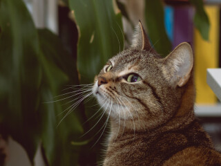 male-and-female-boeboerl